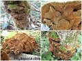 Phylloporia ribis-amf1540